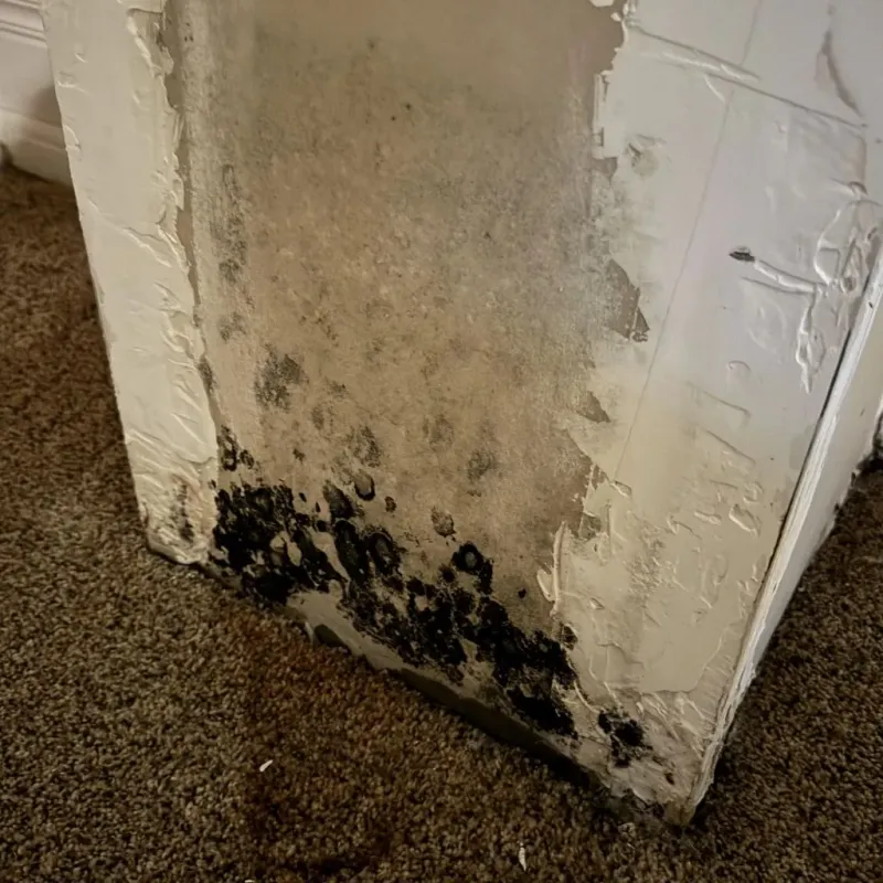 Professional Mold Removal in Lubbock County, TX